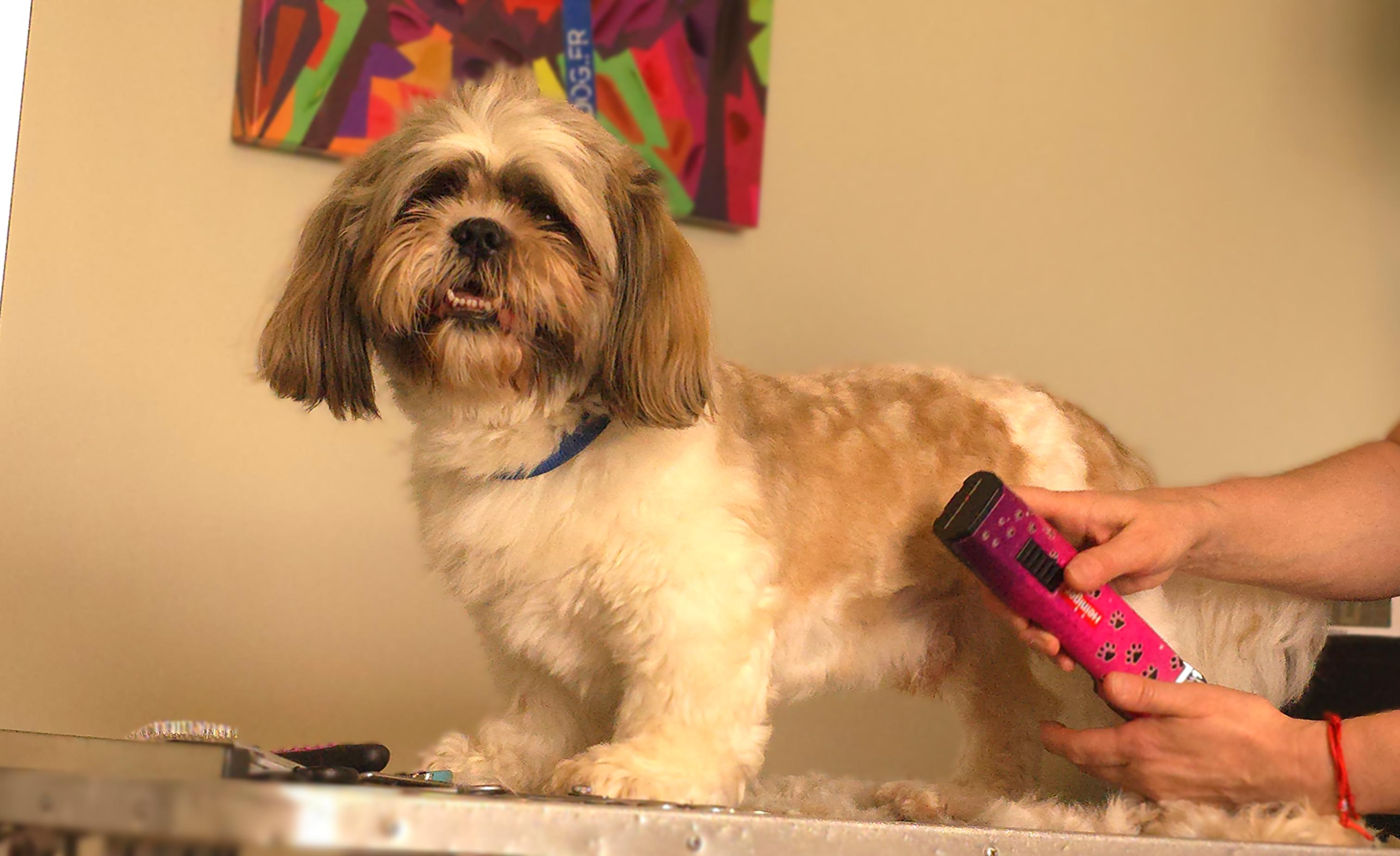 Kunszt pracy ChicDog